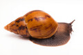 Achatina achatina achatina Nigeria F1 adult